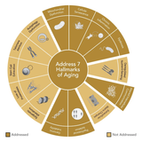 Key botanicals in CLEANSE — fenugreek, nettle, gentian, ginseng & more