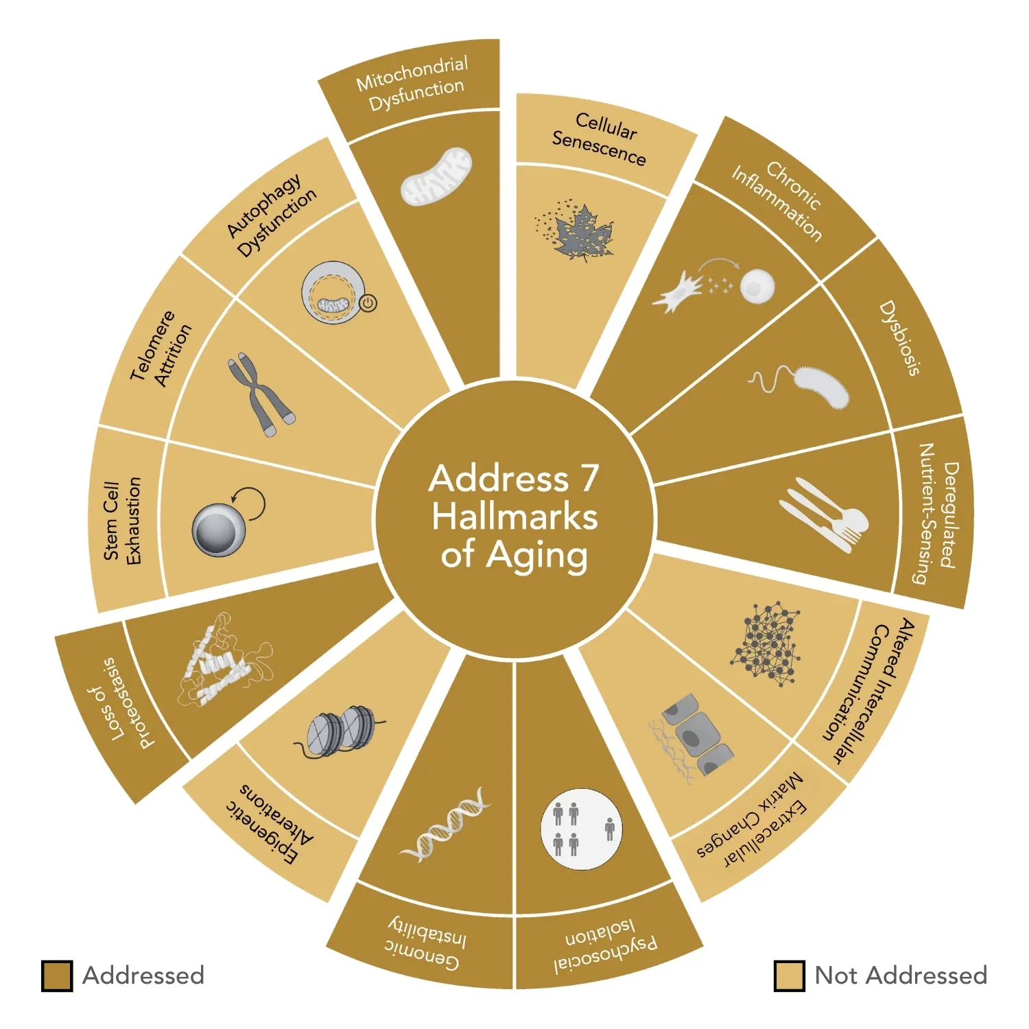 Key botanicals & probiotic strains in GENR8 WEIGHT MANAGEMENT — gentian, nettle, lactobacillus