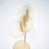 Texture of Cellcosmet CellBust-XT cream – rich, silky formula that absorbs quickly and firms the skin.