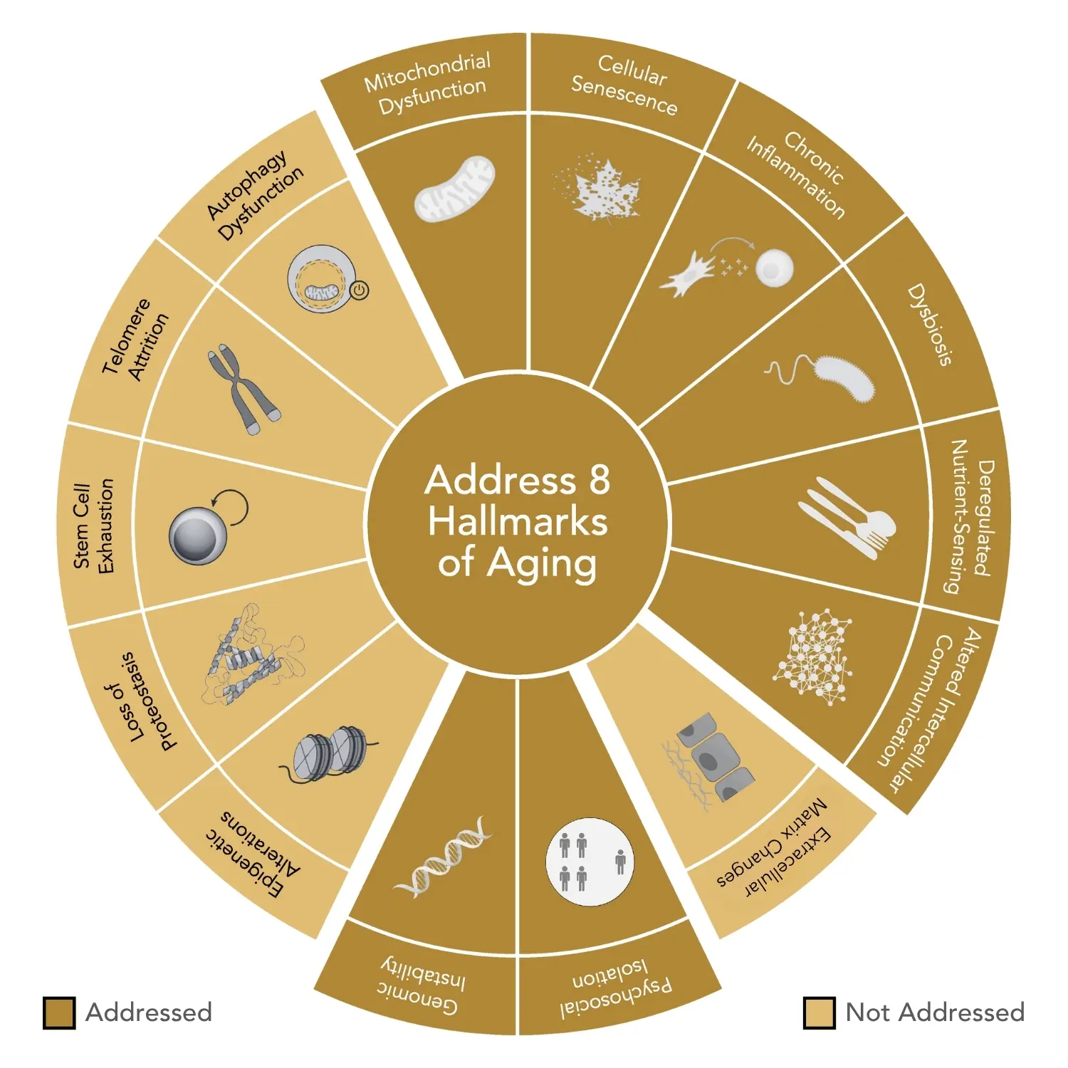 Active botanicals & probiotic strains in GENR8 VITALITY (Gentian, Ginseng, Guarana, Lactobacillus).